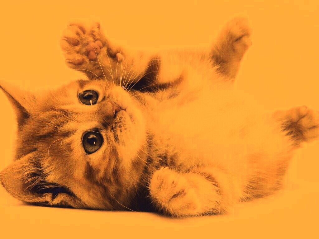 Котёнок обои