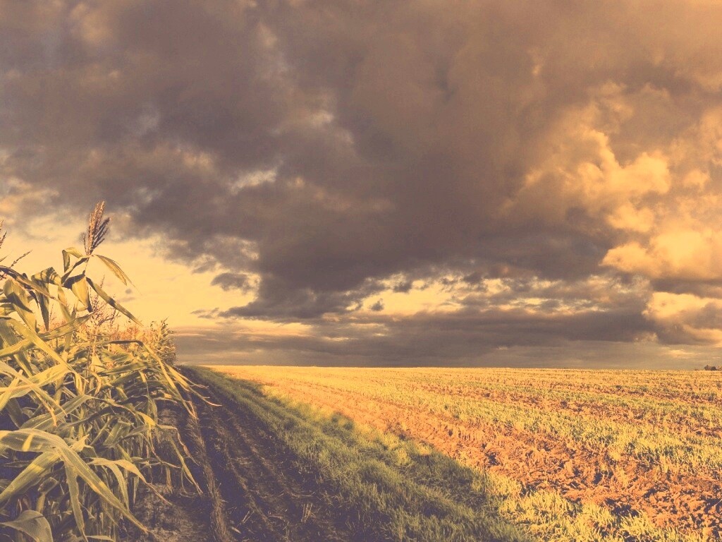 Кукурузное поле обои