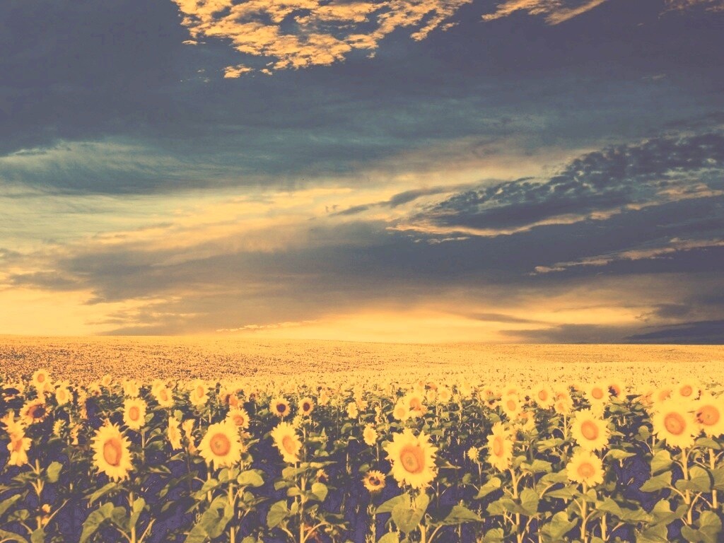 Целое поле подсолнухов обои
