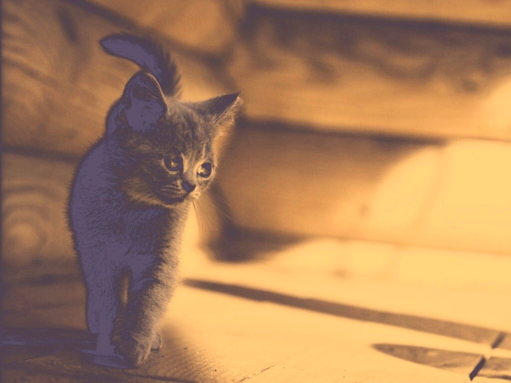 Маленький дымчатый котенок обои