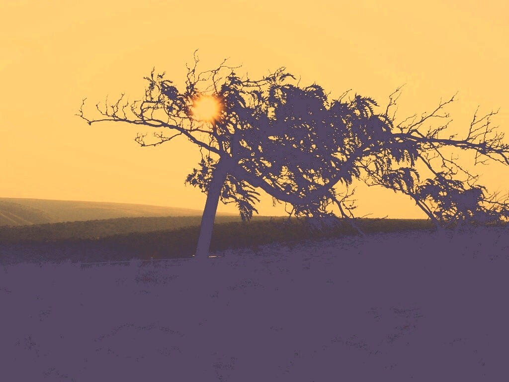 Дерево на закате обои