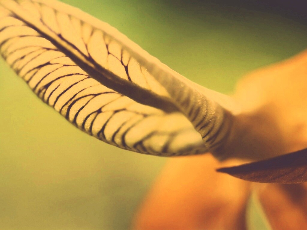 Сетчатый лист обои