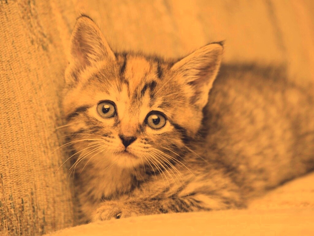 Милый маленький котенок обои