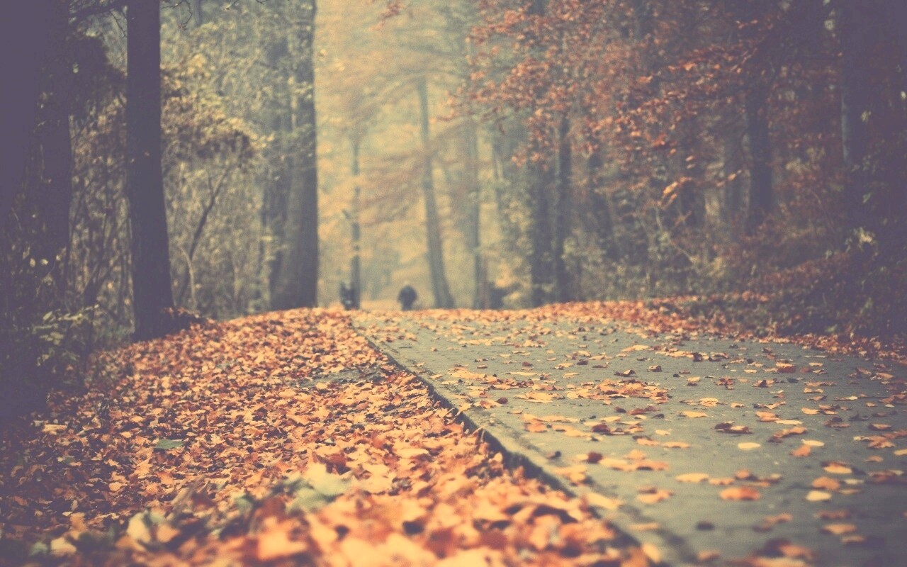 Осенняя дорога обои