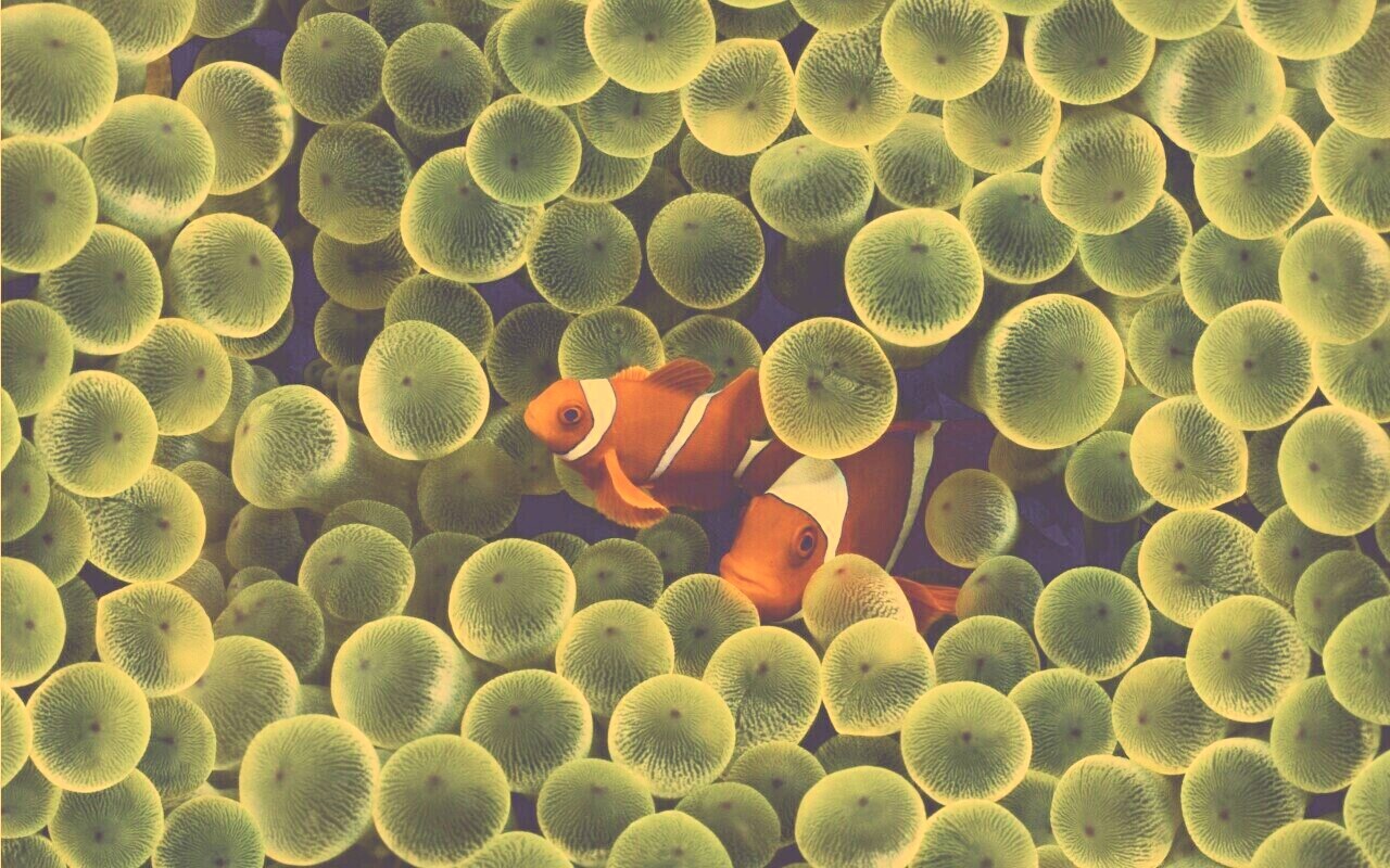 Рыбка клоун стандартные обои iPhone обои