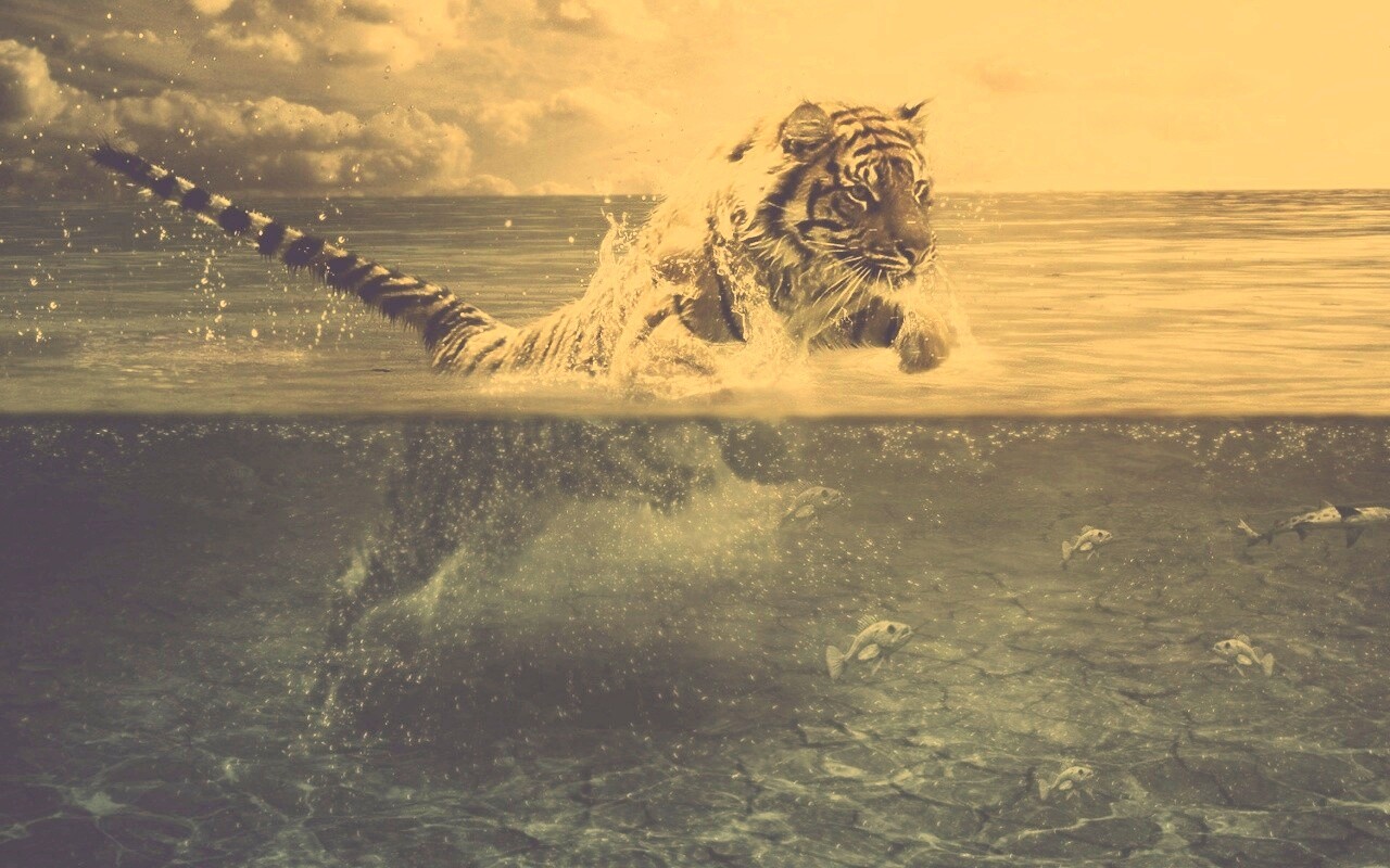 Тигр купается обои