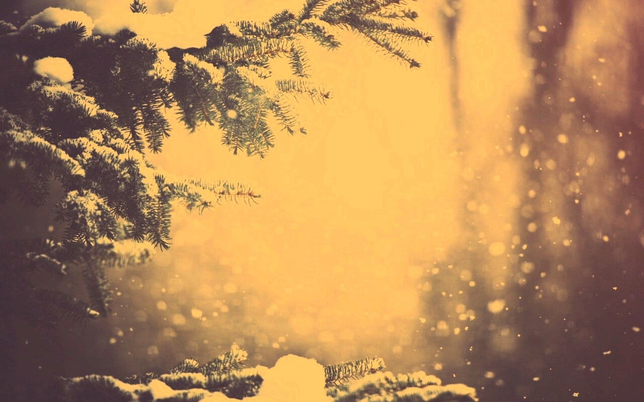 Еловые лапы в снегу обои