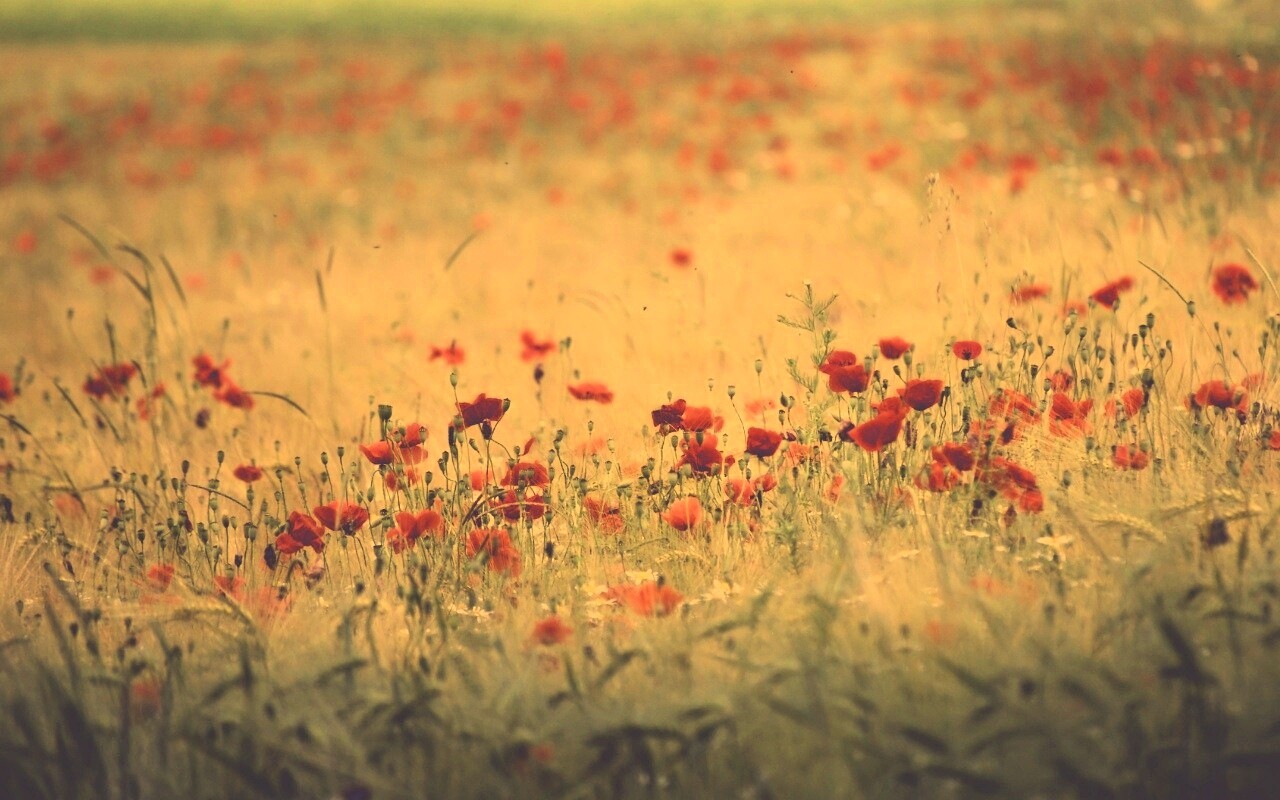 Маковое поле обои