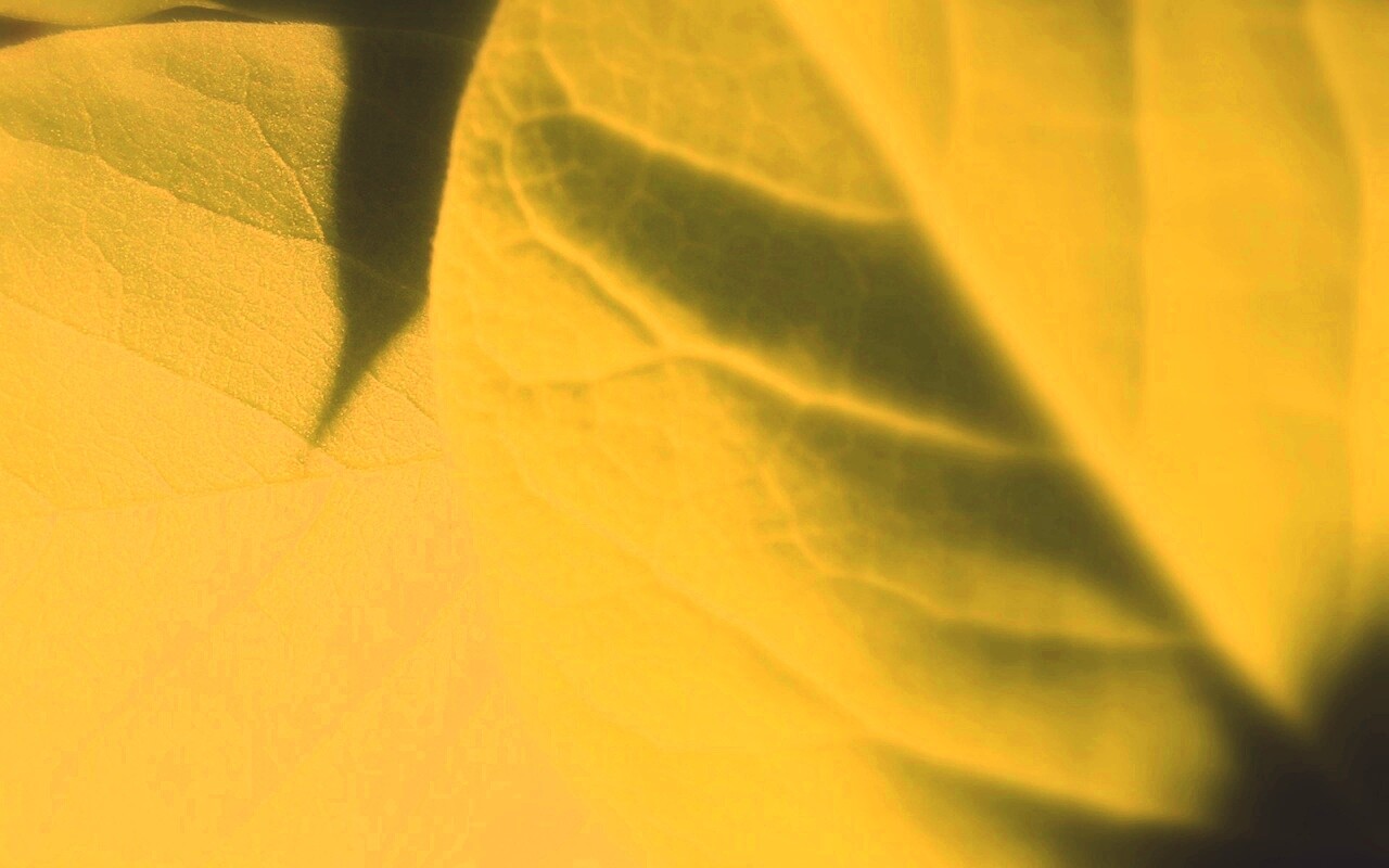 Свет на листве обои