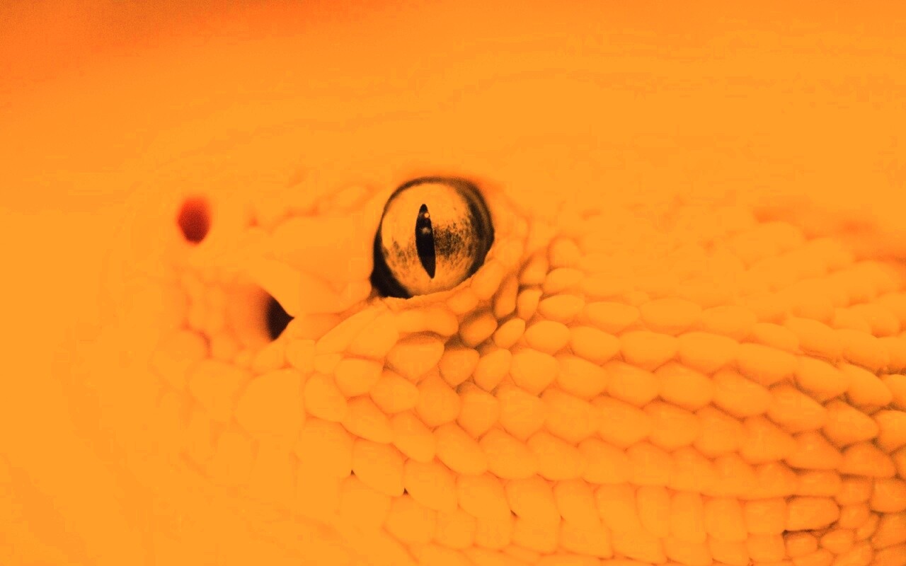 Змея альбинос обои