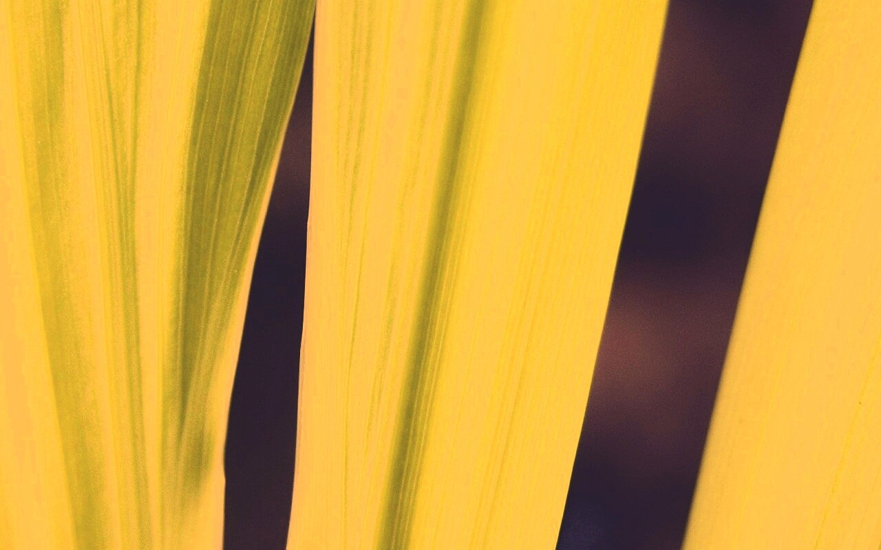 Салатоввые травинки обои