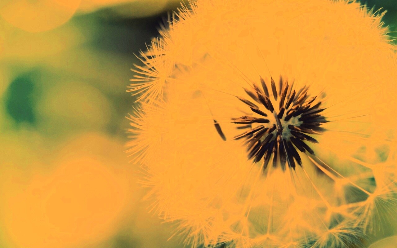 Макро фото одуванчика обои