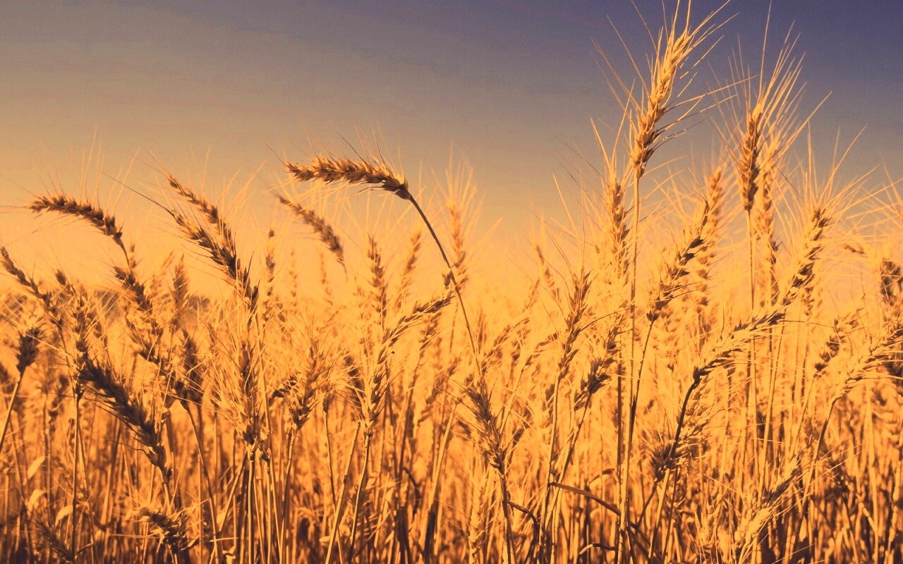 Пшеничные колосья обои