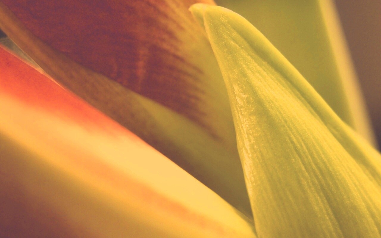 Макро фото цветка обои