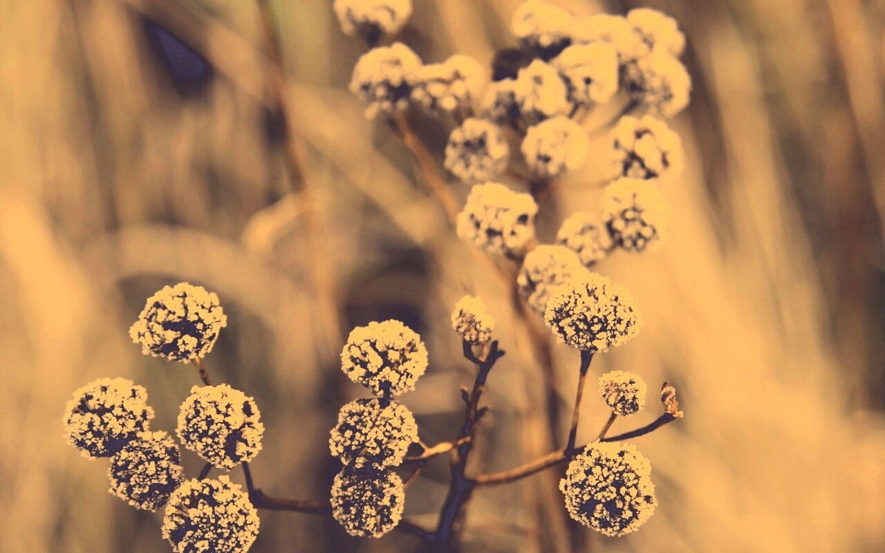 Иний на растении обои