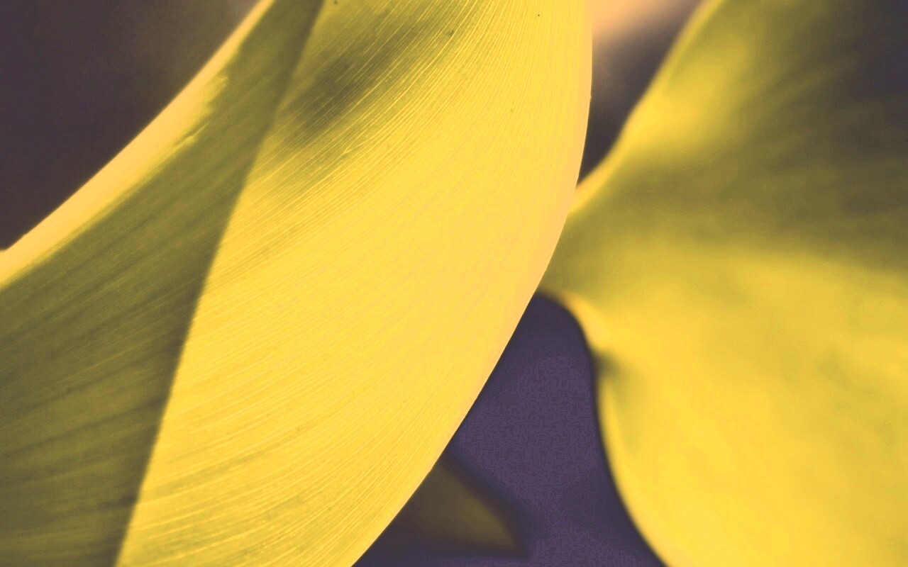 Лист на просвет обои