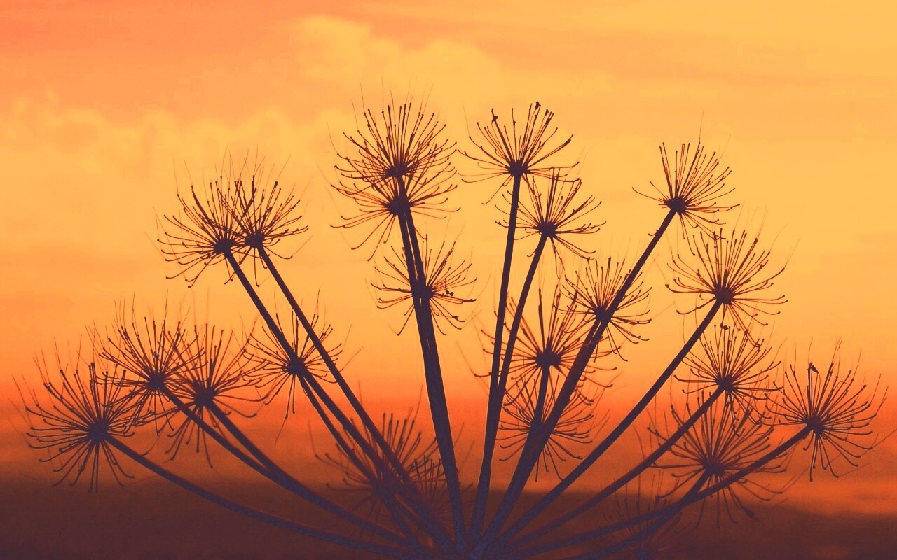 Зонтичное соцветие обои