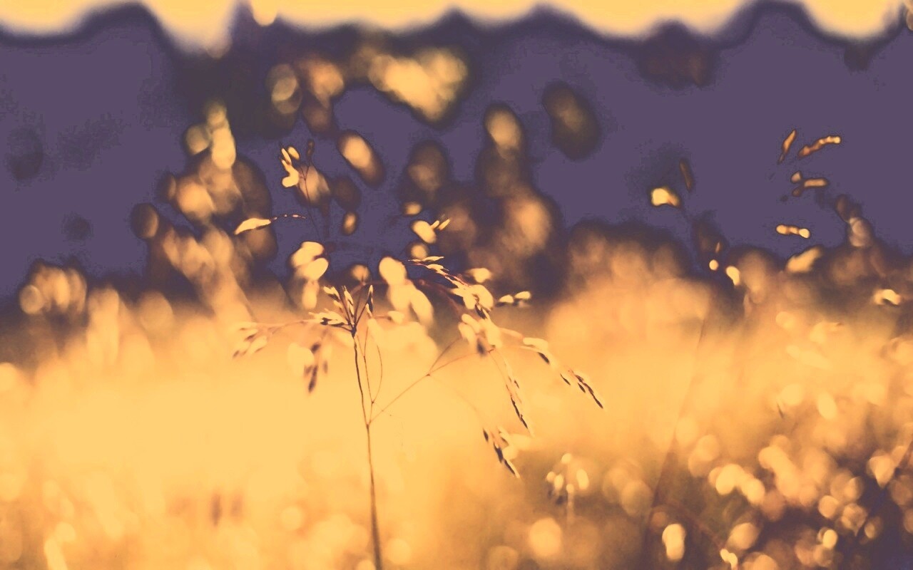 Трава на солнце обои