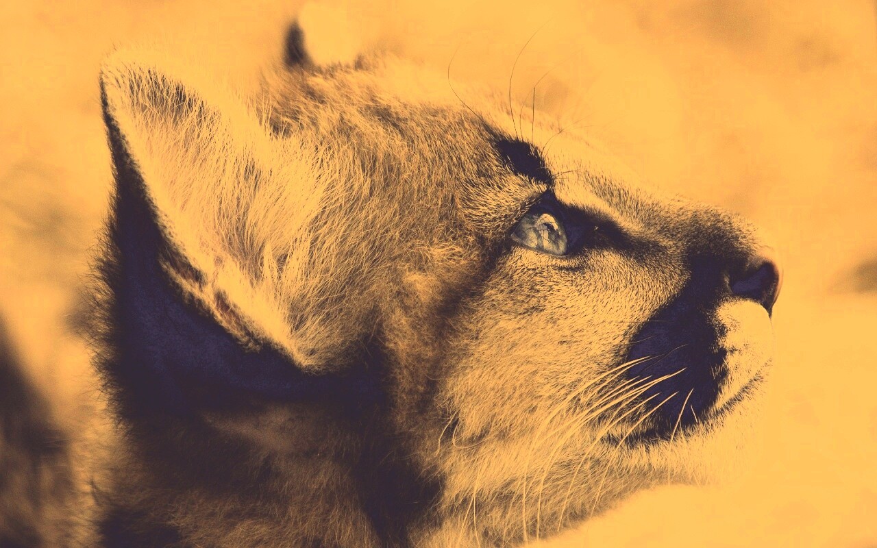 Оцелот смотрит вдаль обои