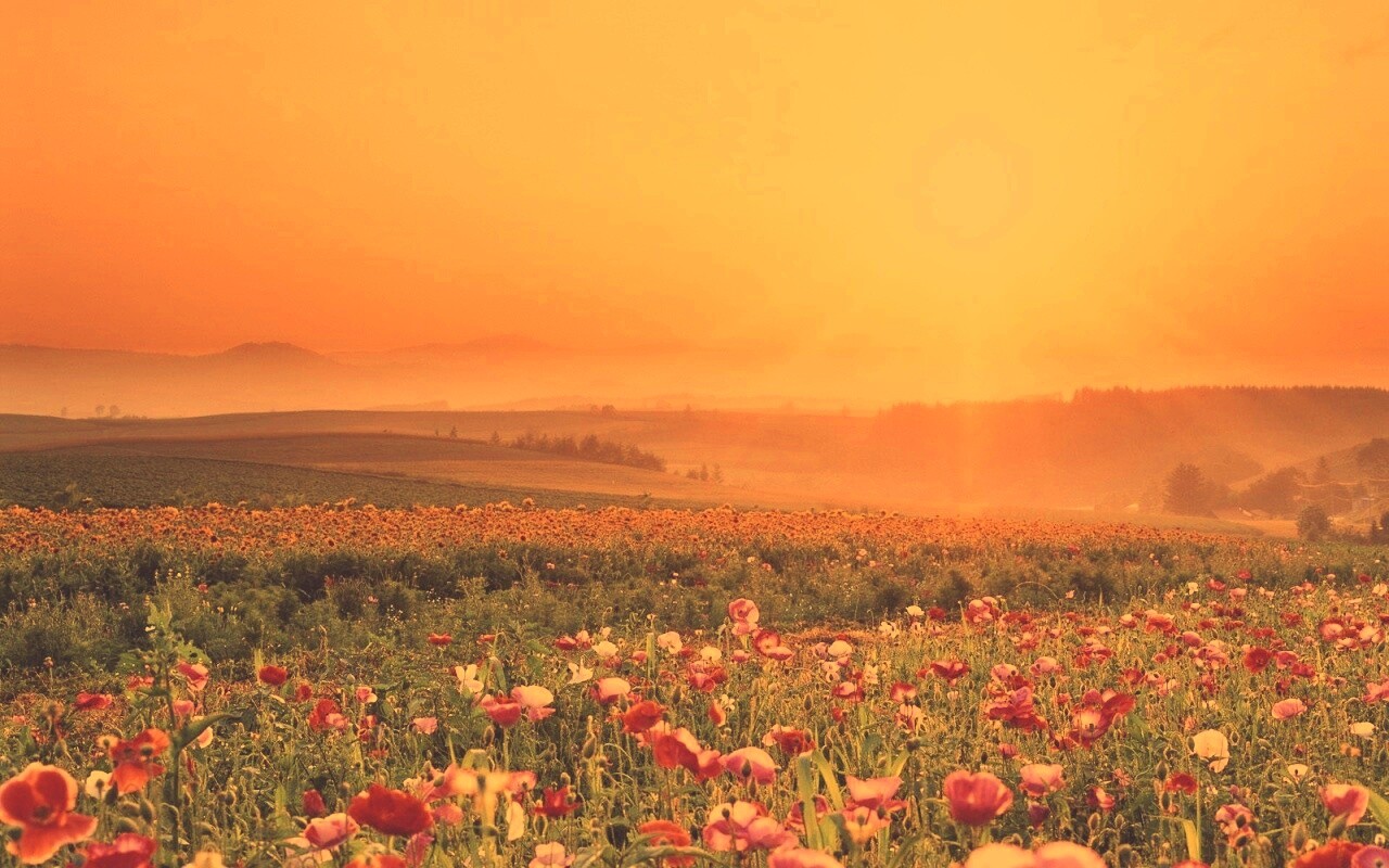 Цветущие поля обои