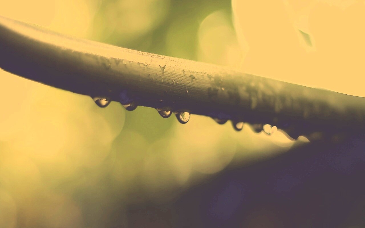 Капли на стебле обои