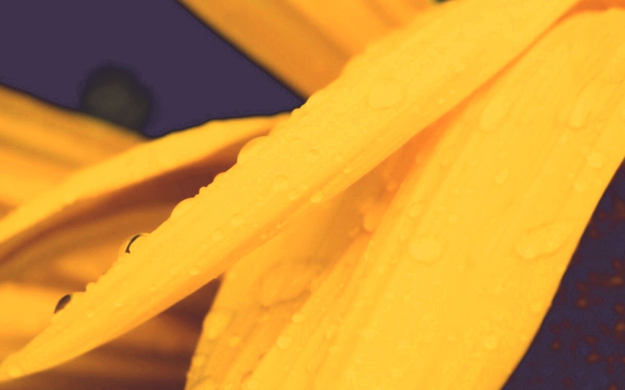 Капли на желтом лепестке обои