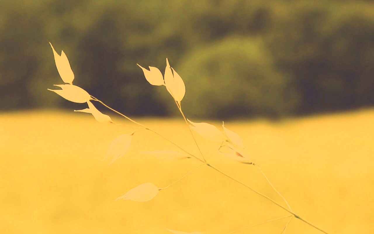 Белые полевые цветочки обои