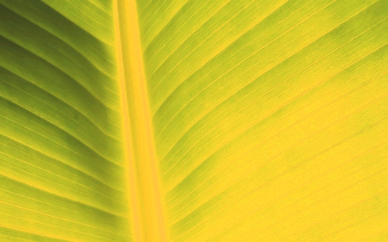 Желтый черенок листа обои