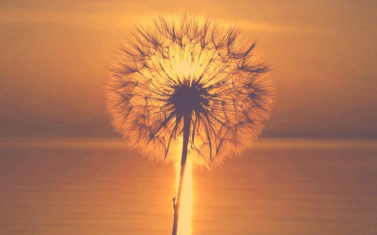 Одуванчик на закател обои