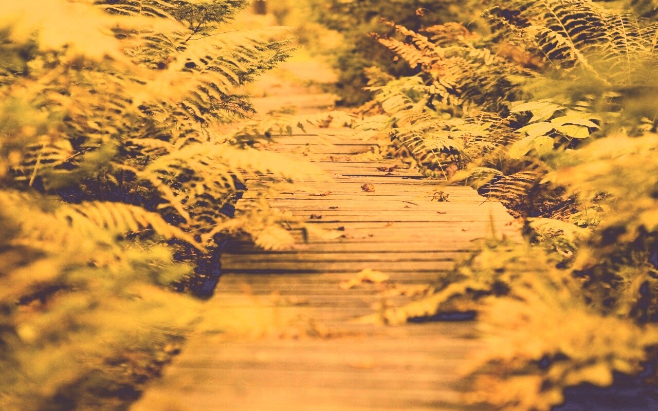 Деревянная дорожка обои