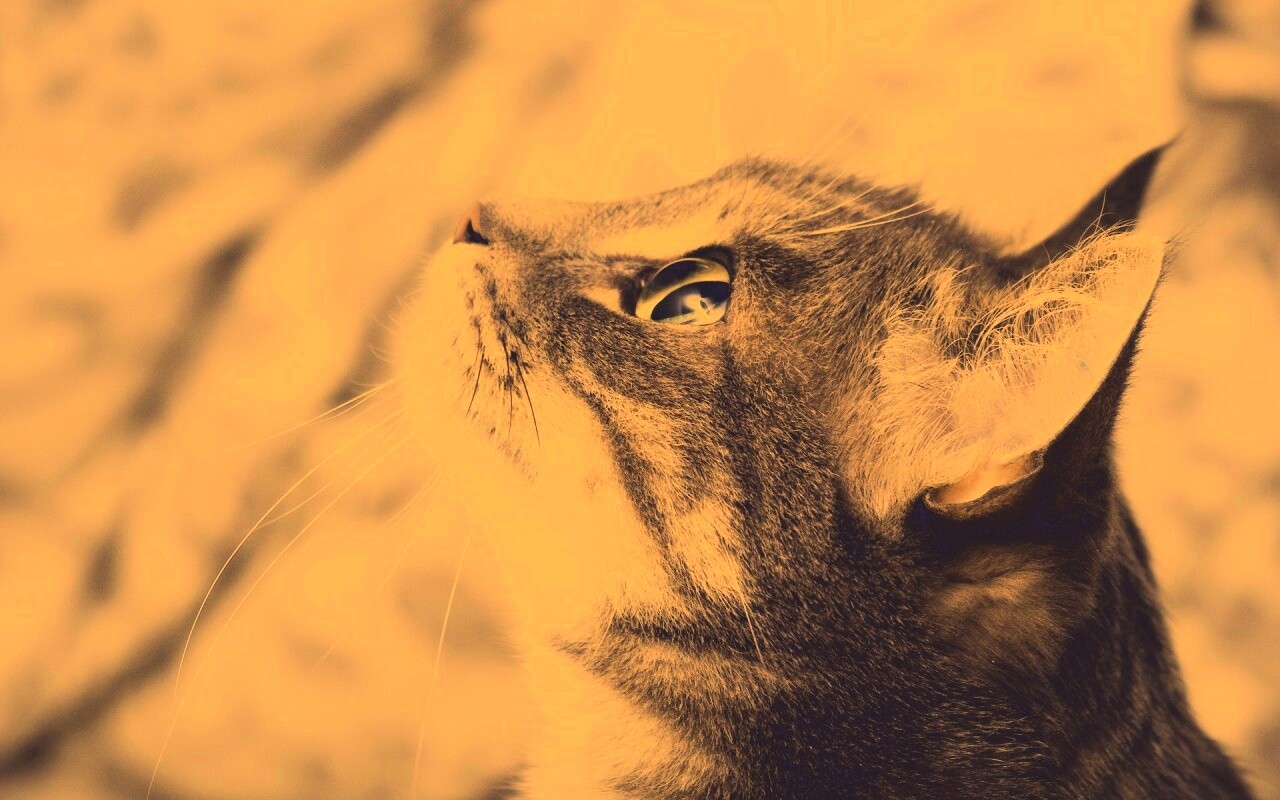 Котик смотрит верх обои