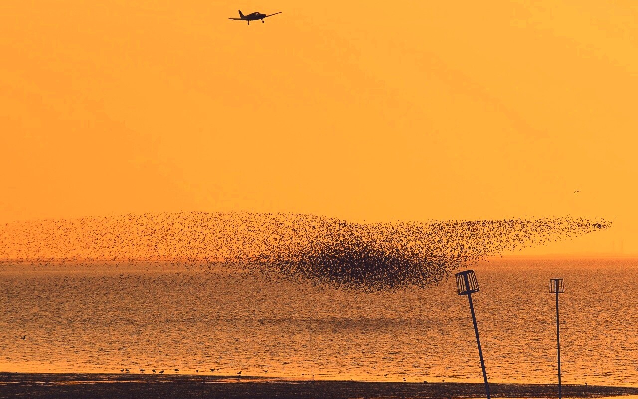 Взлетающая стая птиц обои