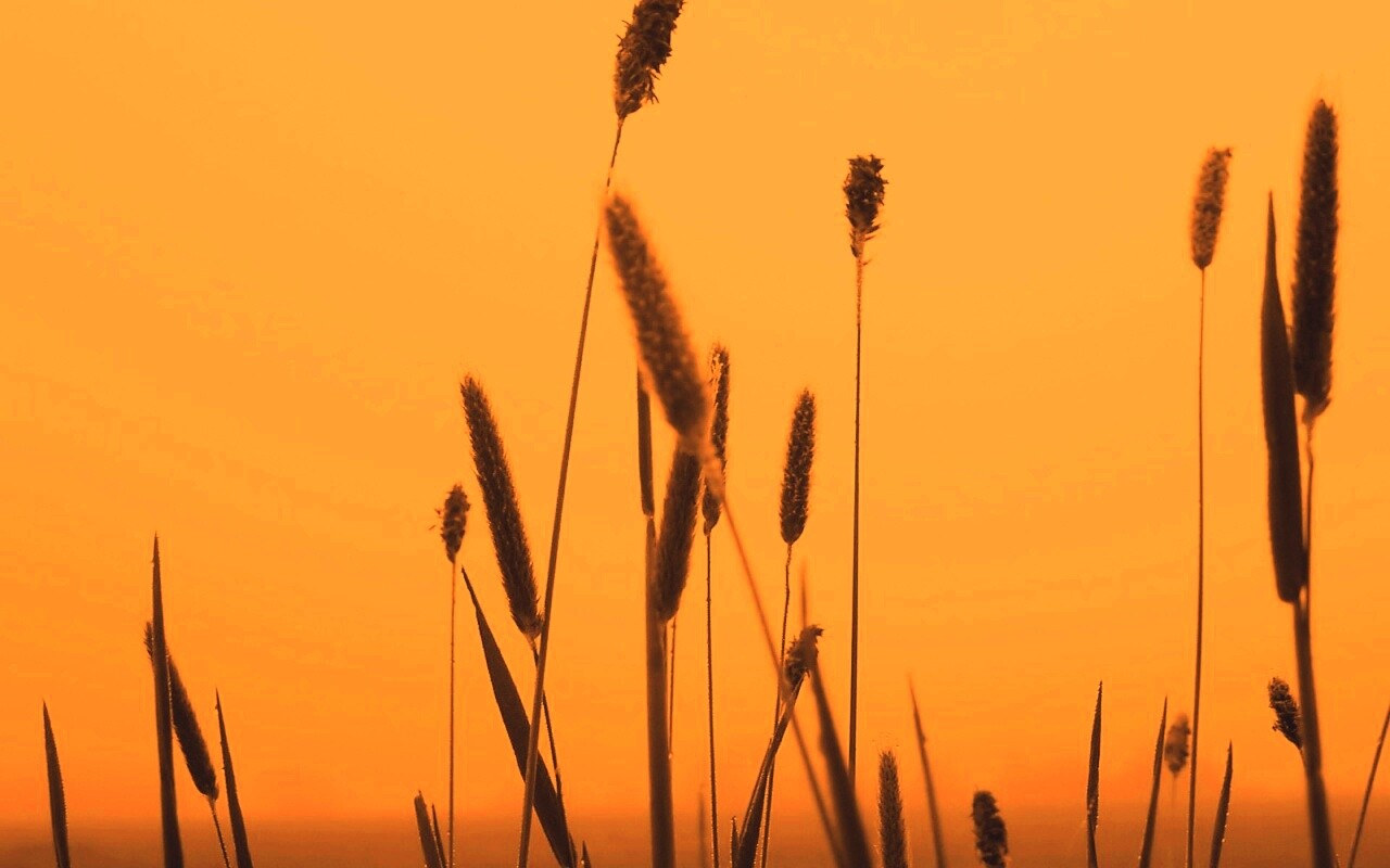 Травинки на фоне золотого неба обои