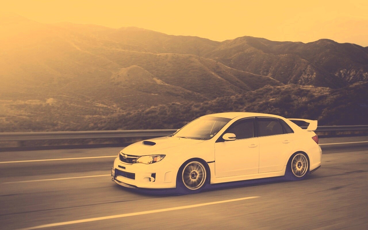 Белый субарь на тарссе обои