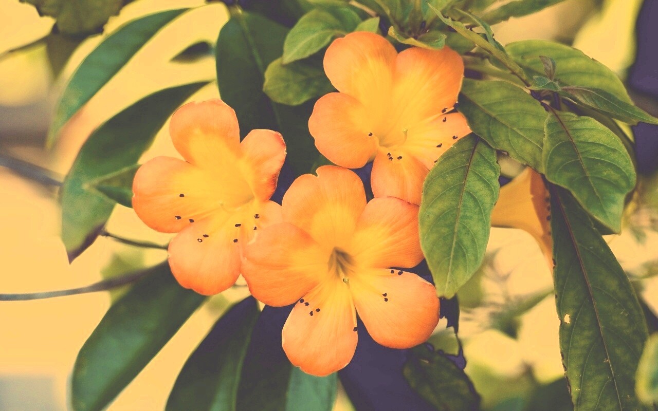 Оранжевые цветочки обои