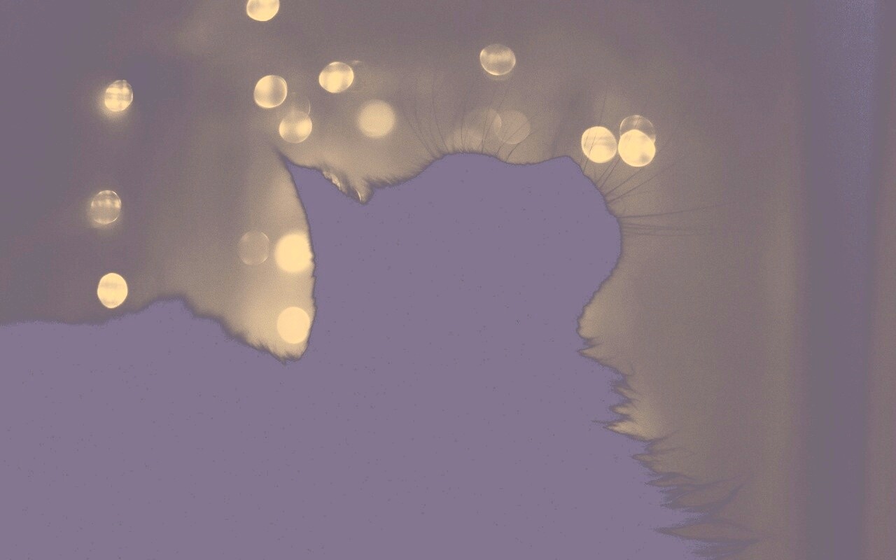 Силуэт черного кота обои