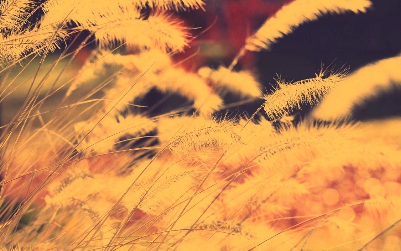 Травинки на ветру обои
