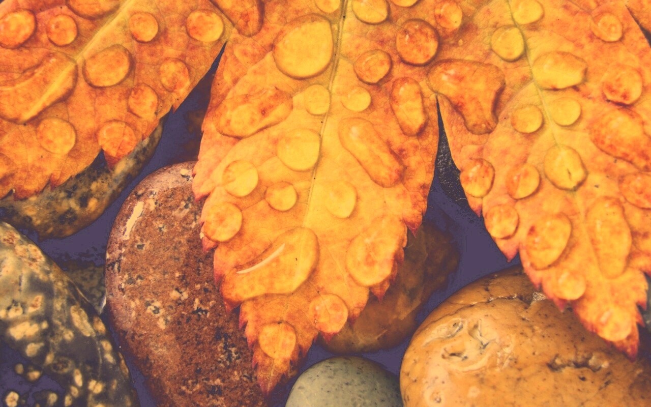 Мокрые листья на камнях обои