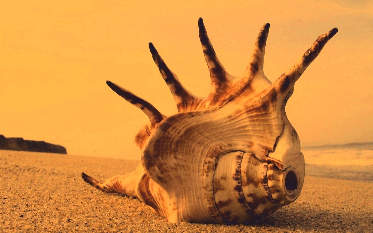 Раковина с гребнем обои