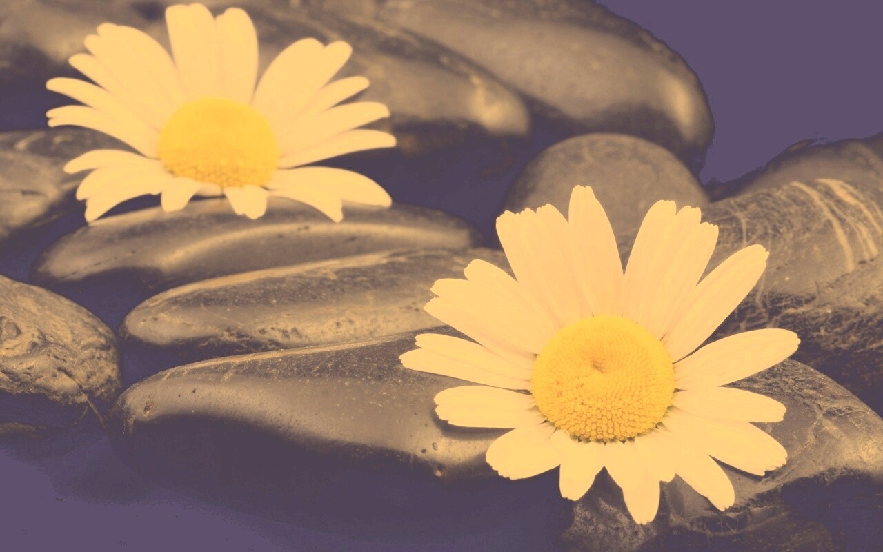 Ромашка среди гальки обои