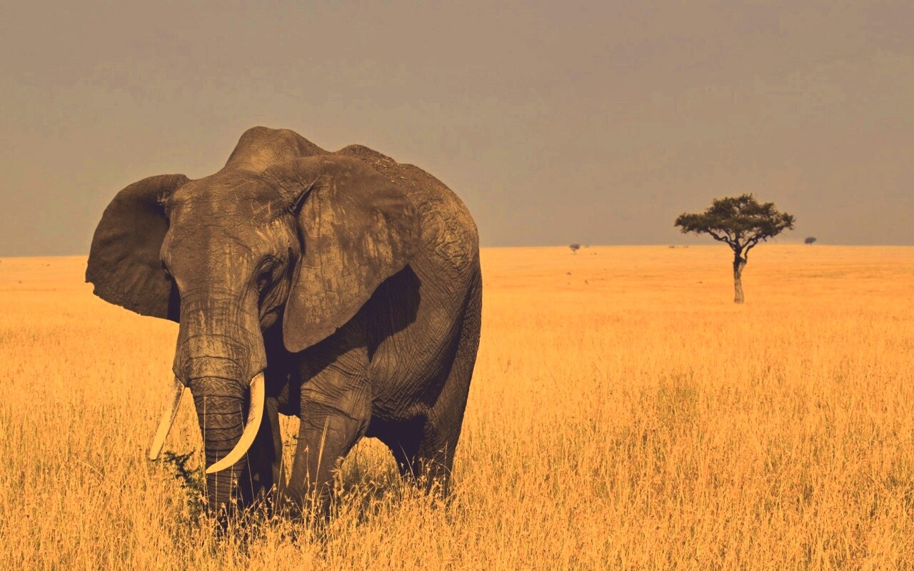 Африканский слон обои