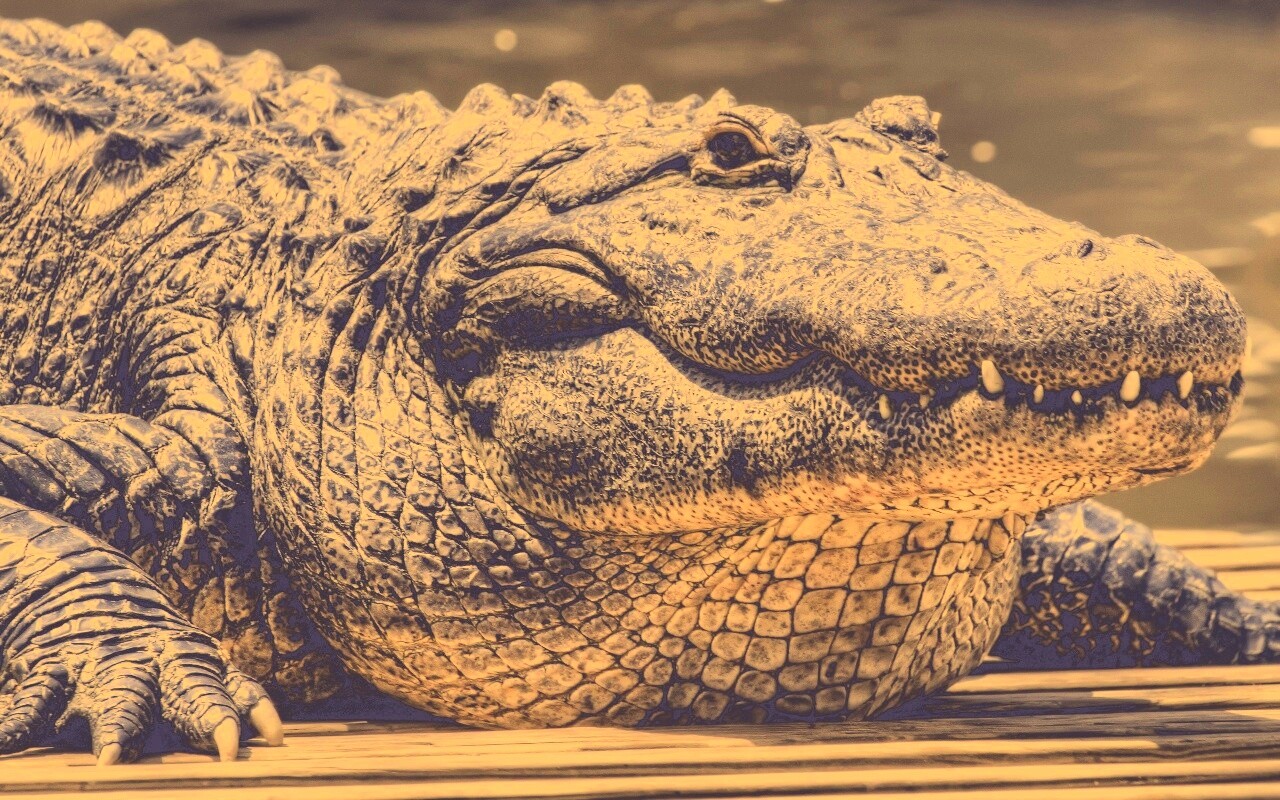 Синий крокодил обои