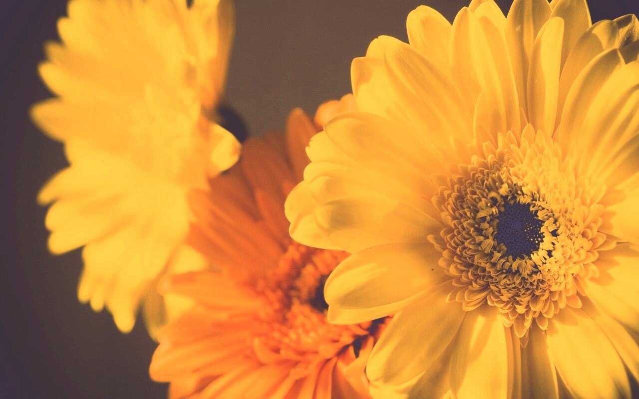 Желтый гербер обои