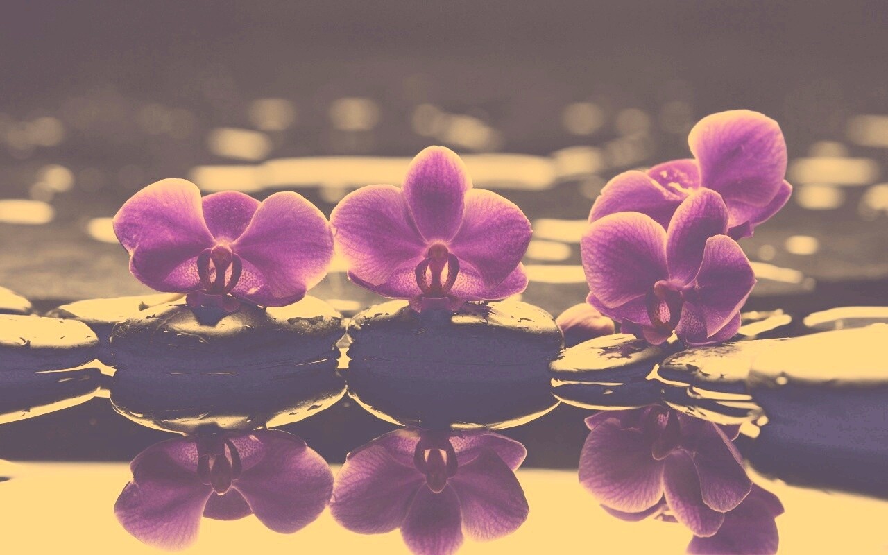 Орхидеи на камнях обои