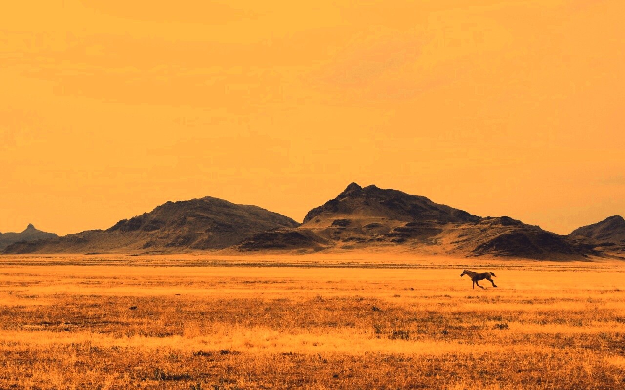 Мустанг в прериях обои