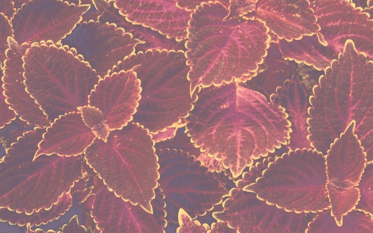 Красные листья обои