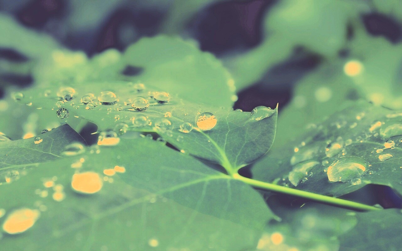 Синеватый лист обои