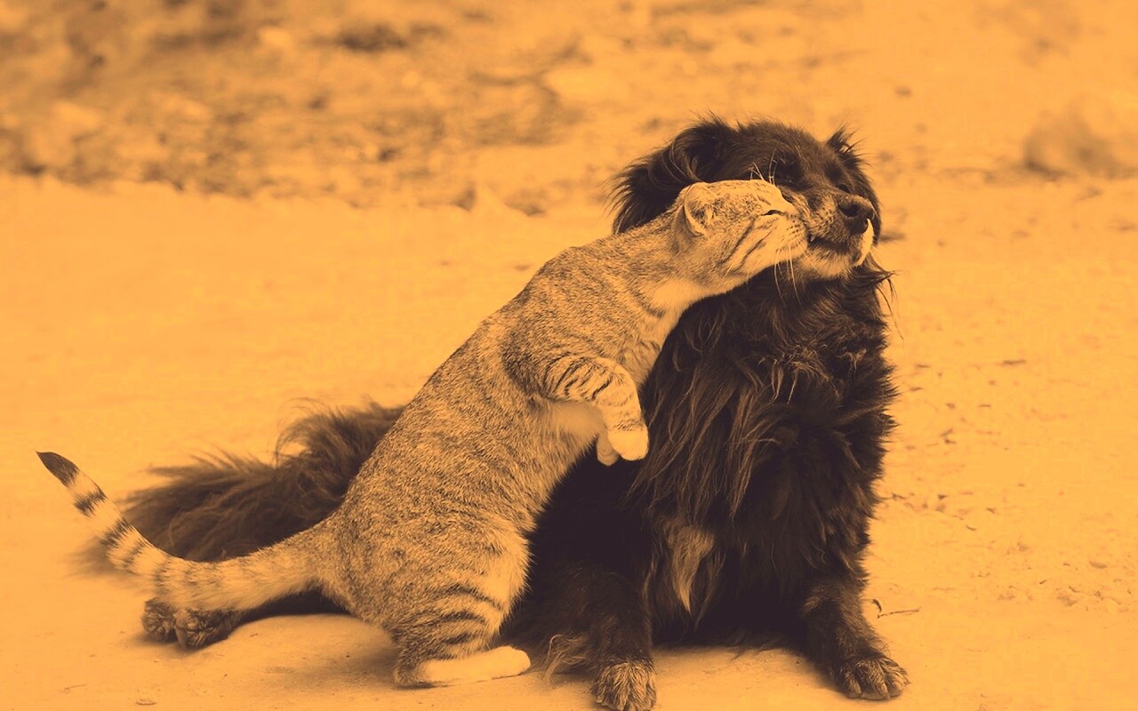 Поцелуй кошки и собаки обои