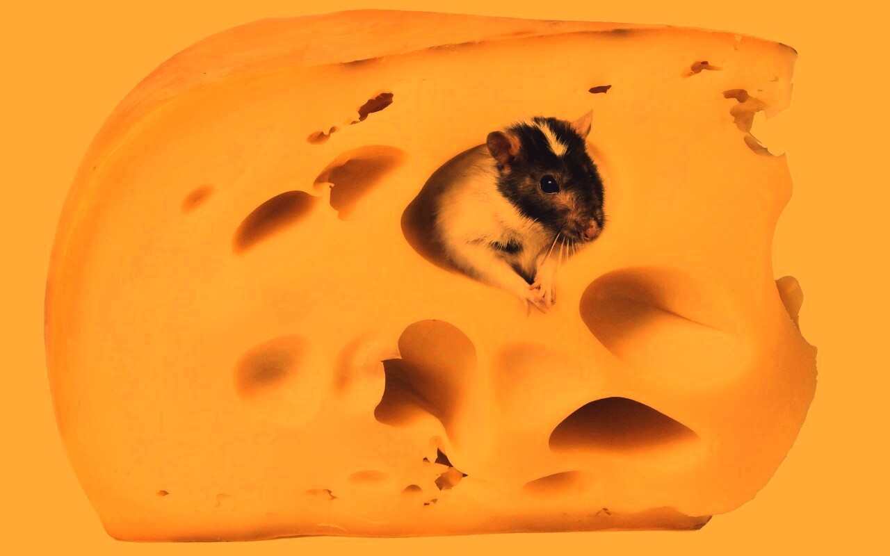 Мышка в сыре обои