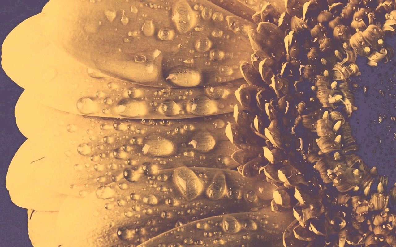 Капли на лепестках гербера обои